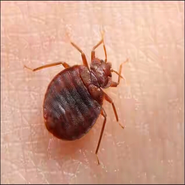 Bed Bugs Control Service